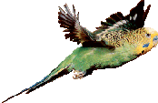 Budgie!